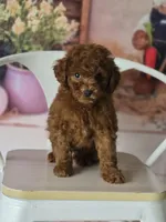 Blue, a male Poodle - Miniature  for sale in Bakersfield, CA – Photo 2 of 5