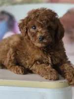 Blue, a male Poodle - Miniature  for sale in Bakersfield, CA – Photo 5 of 5