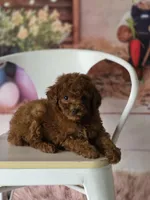 Blue, a male Poodle - Miniature  for sale in Bakersfield, CA – Photo 4 of 5