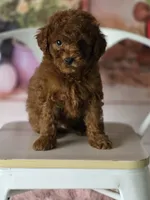 Blue, a male Poodle - Miniature  for sale in Bakersfield, CA – Photo 1 of 5