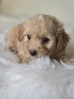 Buddy, a male Maltipoo for sale in Los Angeles, CA – 3 of 5