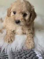 Buddy, a male Maltipoo for sale in Los Angeles, CA – 5 of 5