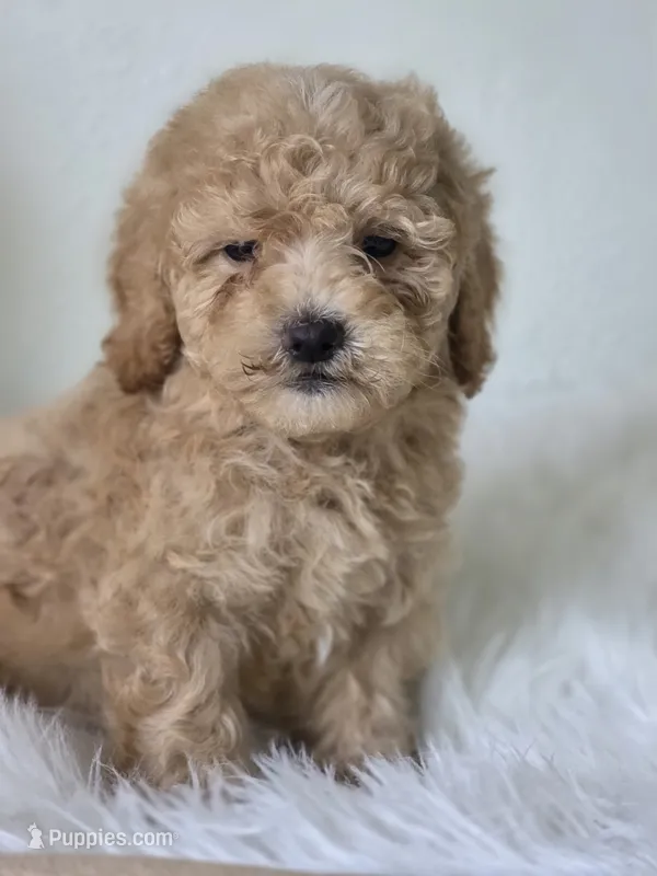Milo – Poodle - Toy  puppy for sale in Bakersfield, CA