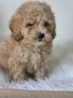 Milo, a male Poodle - Toy  for sale in Bakersfield, CA – 2 of 5