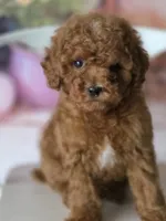 Green, a male Poodle - Miniature  for sale in Bakersfield, CA – Photo 1 of 3