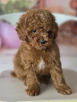 Green, a male Poodle - Miniature  for sale in Bakersfield, CA – Photo 3 of 3