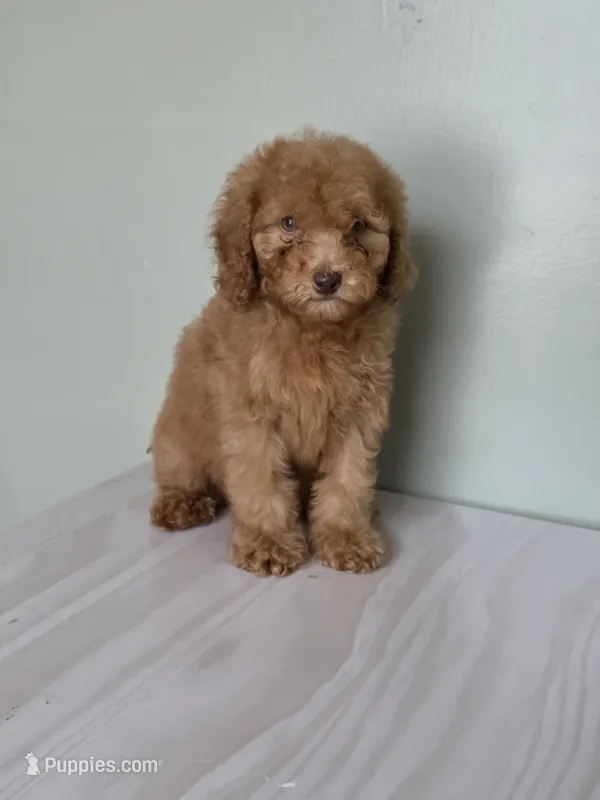 Luna – Poodle - Toy  puppy for sale in Bakersfield, CA
