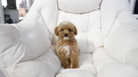 Penny, a female Miniature Goldendoodle for sale in San Francisco, CA – 8 of 10
