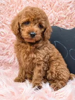 Dory, a female Poodle - Toy  for sale in Glendale, CA – 3 of 3