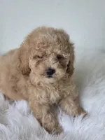 Milo, a male Poodle - Toy  for sale in Bakersfield, CA – 4 of 5
