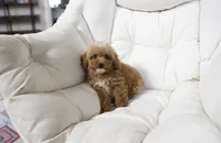 Penny, a female Miniature Goldendoodle for sale in San Francisco, CA – 9 of 10