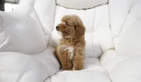 Penny, a female Miniature Goldendoodle for sale in San Francisco, CA – 5 of 10
