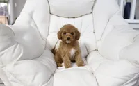 Money, a female Miniature Goldendoodle for sale in San Francisco, CA – 4 of 7