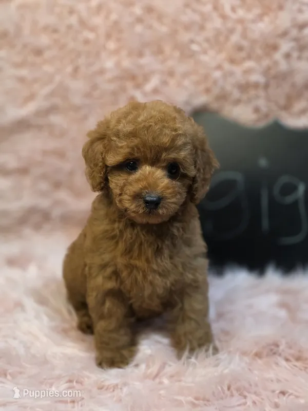 Gigi – Poodle - Toy  puppy for sale in Glendale, CA