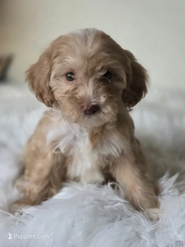 Duke  – Maltipoo puppy for sale in Los Angeles, CA