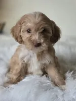 Duke , a male Maltipoo for sale in Los Angeles, CA – 1 of 1