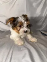 Milo, a male Yorkipoo for sale in Los Angeles, CA – 3 of 3