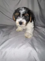 Timo, a male Yorkipoo for sale in Los Angeles, CA – 4 of 4