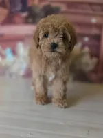 Lulu , a female Poodle - Toy  for sale in Bakersfield, CA – Photo 2 of 4