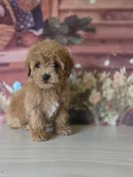 Lulu , a female Poodle - Toy  for sale in Bakersfield, CA – Photo 3 of 4