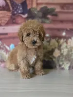 Lulu , a female Poodle - Toy  for sale in Bakersfield, CA – Photo 4 of 4