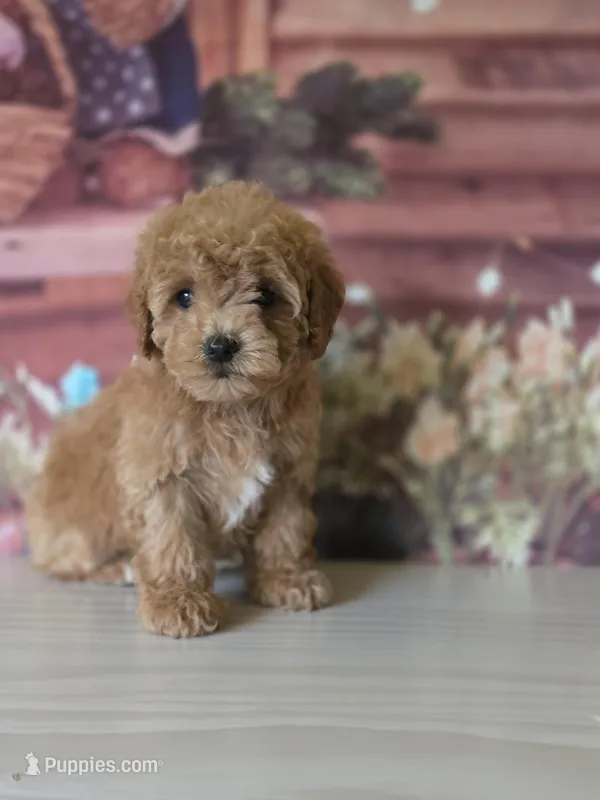 Lulu  – Poodle - Toy  puppy for sale in Bakersfield, CA