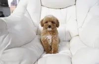 Penny, a female Miniature Goldendoodle for sale in San Francisco, CA – 4 of 10