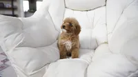 Penny, a female Miniature Goldendoodle for sale in San Francisco, CA – 10 of 10