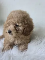 Milo, a male Poodle - Toy  for sale in Bakersfield, CA – 5 of 5