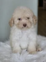 Lucas, a male Maltipoo for sale in Burbank, CA – 3 of 4