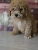 Bear, a male Poodle - Toy  for sale in Bakersfield, CA – Photo 5 of 5