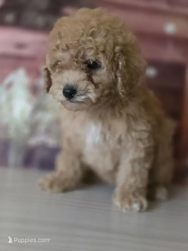 Bear – Poodle - Toy  puppy for sale in Bakersfield, CA
