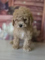 Bear, a male Poodle - Toy  for sale in Bakersfield, CA – Photo 3 of 5