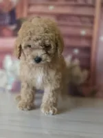 Bear, a male Poodle - Toy  for sale in Bakersfield, CA – Photo 4 of 5