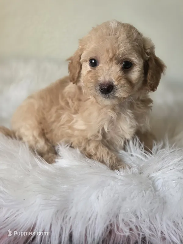 Buddy – Maltipoo puppy for sale in Los Angeles, CA