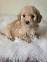 Buddy, a male Maltipoo for sale in Los Angeles, CA – 1 of 5