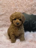 Gigi, a female Poodle - Toy  for sale in Glendale, CA – 6 of 6