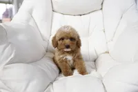 Penny, a female Miniature Goldendoodle for sale in San Francisco, CA – 3 of 10
