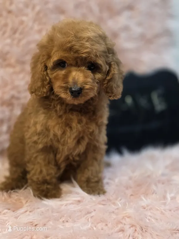 Luke – Poodle - Toy  puppy for sale in Glendale, CA
