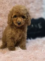 Luke, a male Poodle - Toy  for sale in Glendale, CA – 1 of 6