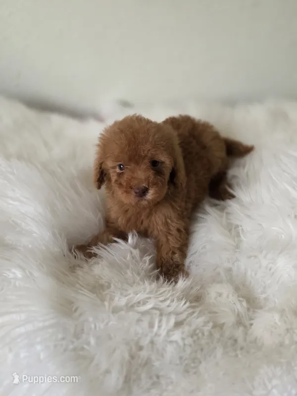 Luna – Poodle - Toy  puppy for sale in Bakersfield, CA