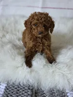 Red, a male Poodle - Miniature  for sale in Bakersfield, CA – Photo 3 of 5