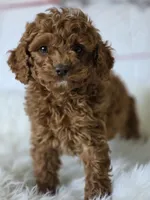 Red, a male Poodle - Miniature  for sale in Bakersfield, CA – Photo 4 of 5