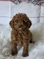 Red, a male Poodle - Miniature  for sale in Bakersfield, CA – Photo 2 of 5