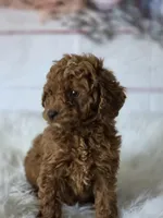 Red, a male Poodle - Miniature  for sale in Bakersfield, CA – Photo 5 of 5