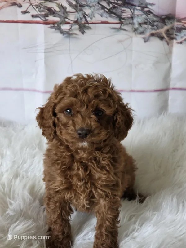 Red – Poodle - Miniature  puppy for sale in Bakersfield, CA