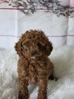 Red, a male Poodle - Miniature  for sale in Bakersfield, CA – Photo 1 of 5