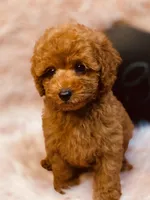 Gigi, a female Poodle - Toy  for sale in Bakersfield, CA – 3 of 4