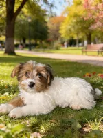 Sunny, a male Yorkipoo for sale in Los Angeles, CA – 3 of 3