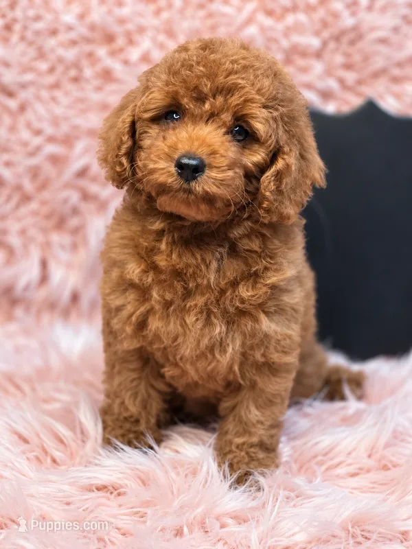 Dory – Poodle - Toy  puppy for sale in Glendale, CA